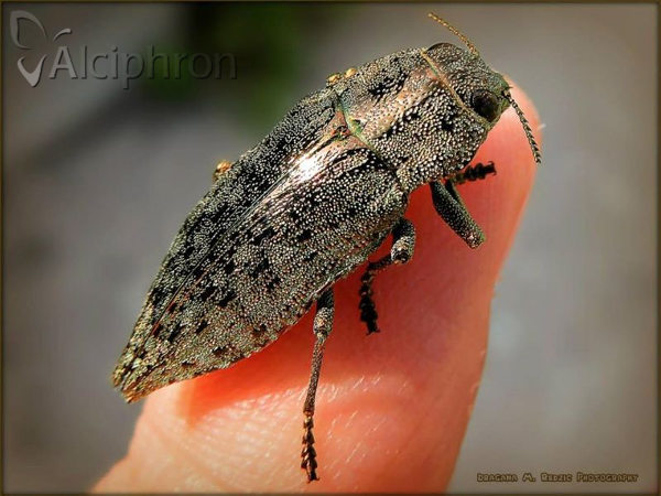 Dicerca berolinensis