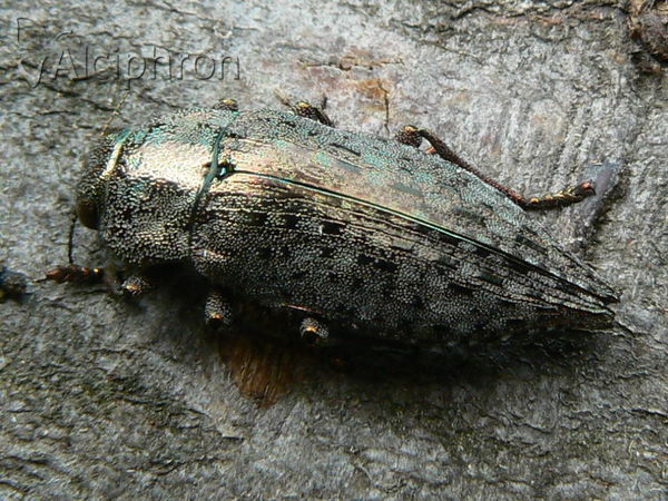 Dicerca berolinensis