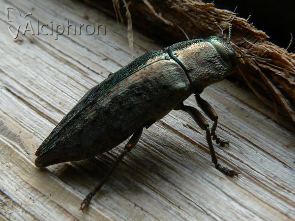 Dicerca berolinensis