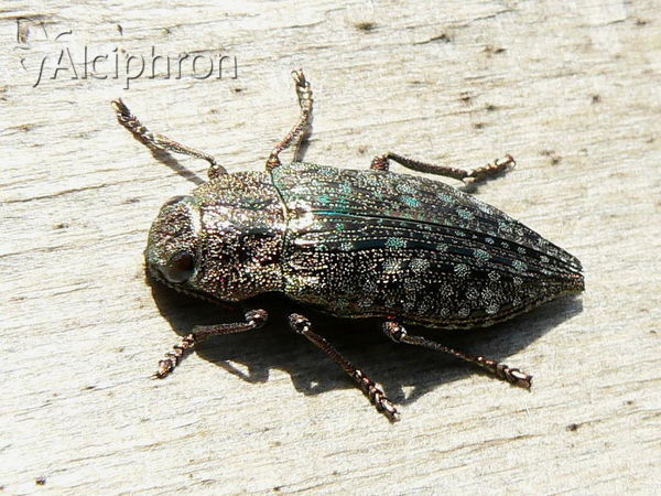 Dicerca berolinensis
