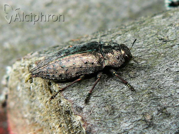 Dicerca berolinensis