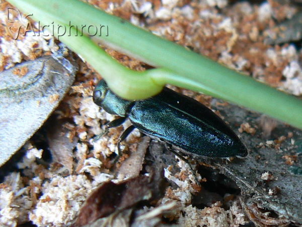 Phaenops cyanea
