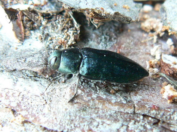 Phaenops cyanea