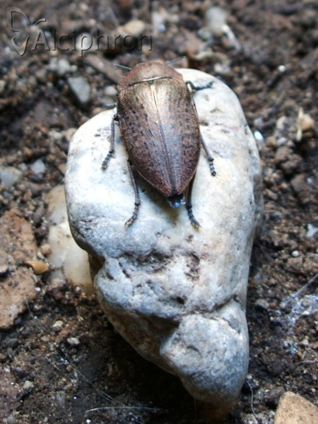 Perotis lugubris