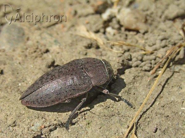 Perotis lugubris