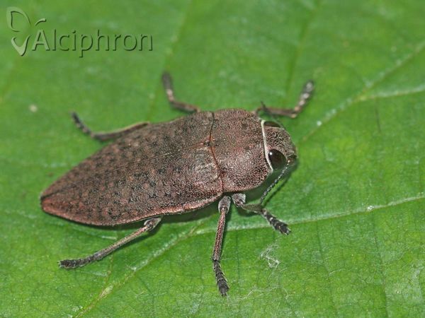 Perotis lugubris
