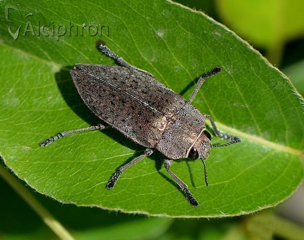 Perotis lugubris