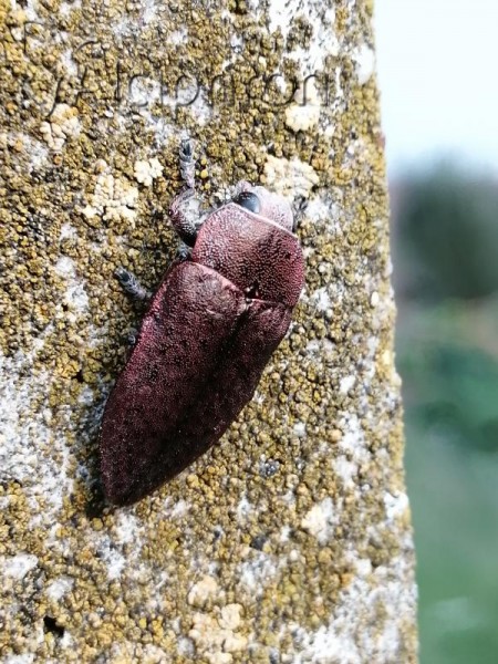 Perotis lugubris