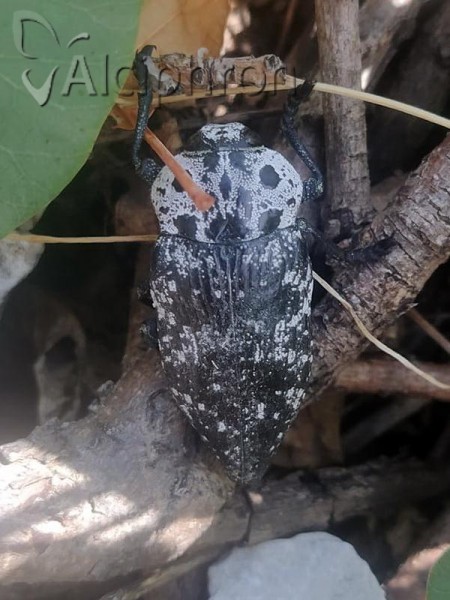 Capnodis cariosa