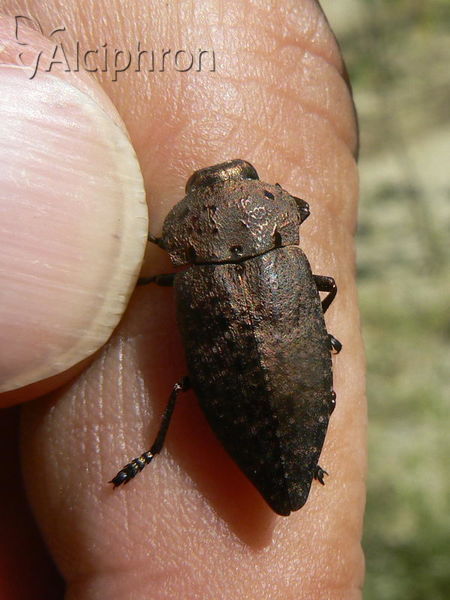 Capnodis tenebricosa