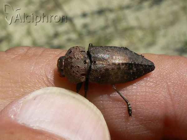 Capnodis tenebricosa