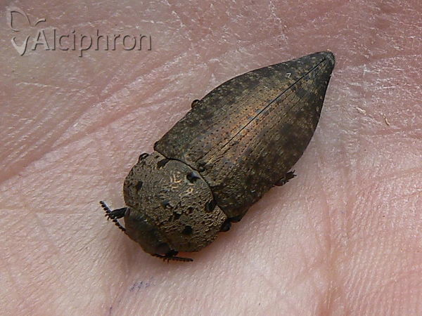 Capnodis tenebricosa