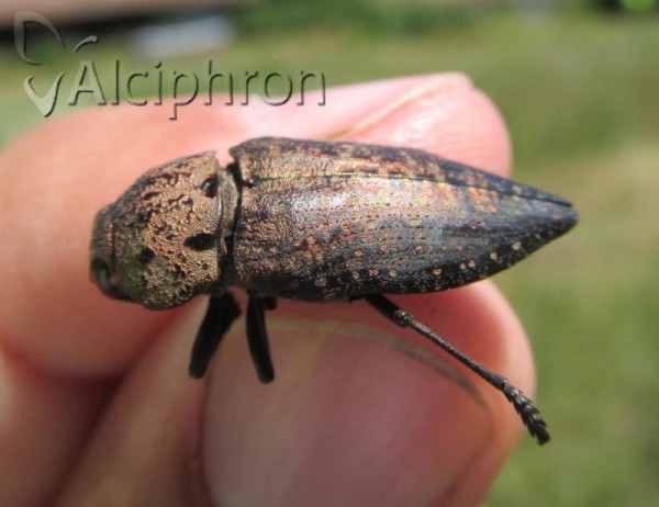 Capnodis tenebricosa