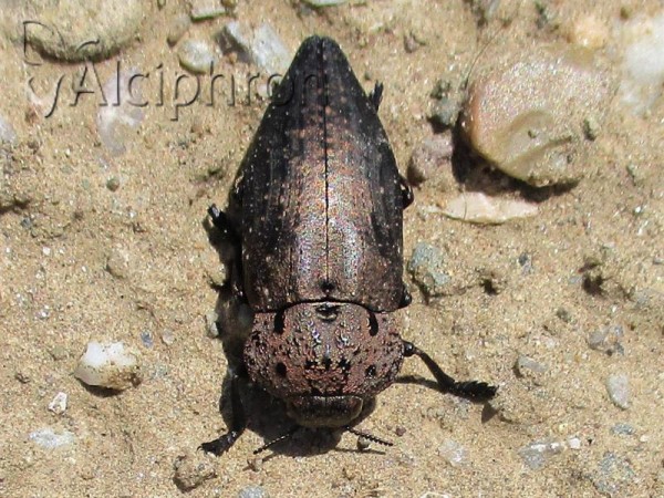 Capnodis tenebricosa