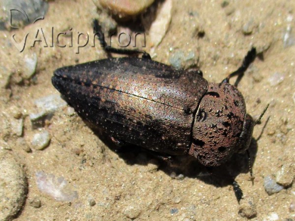 Capnodis tenebricosa