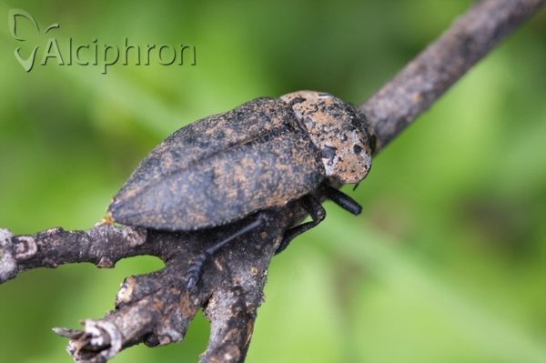Capnodis tenebrionis