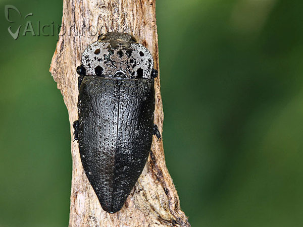 Capnodis tenebrionis