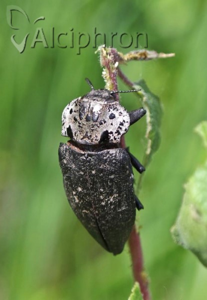 Capnodis tenebrionis
