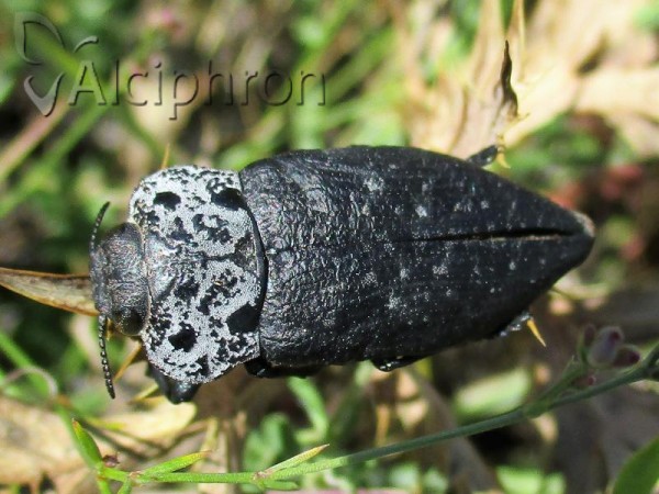 Capnodis tenebrionis