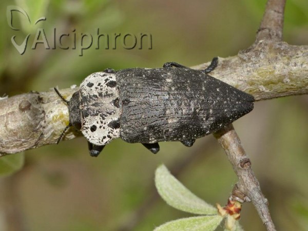 Capnodis tenebrionis