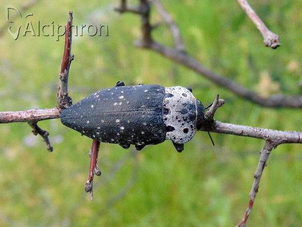 Capnodis tenebrionis