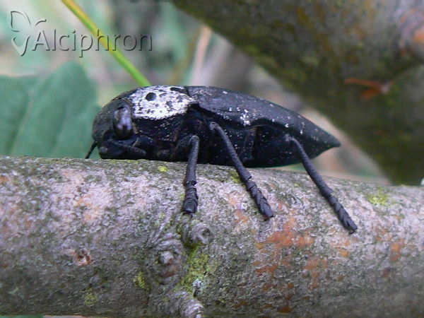 Capnodis tenebrionis