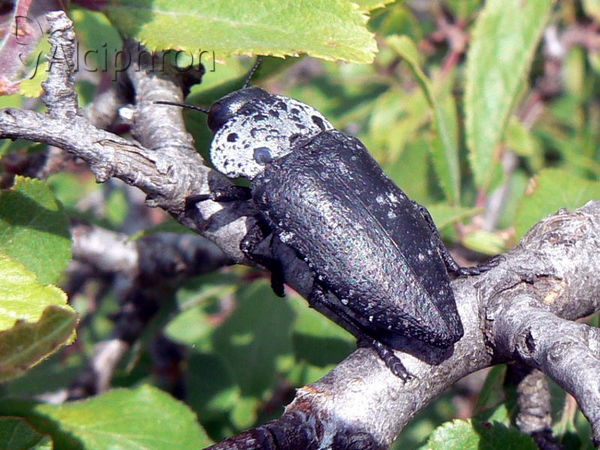 Capnodis tenebrionis