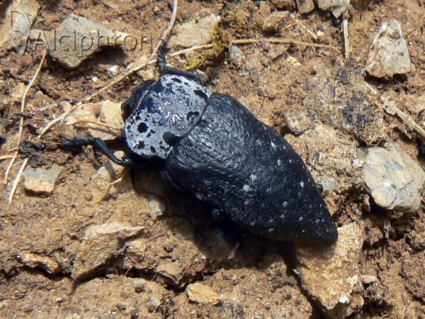 Capnodis tenebrionis
