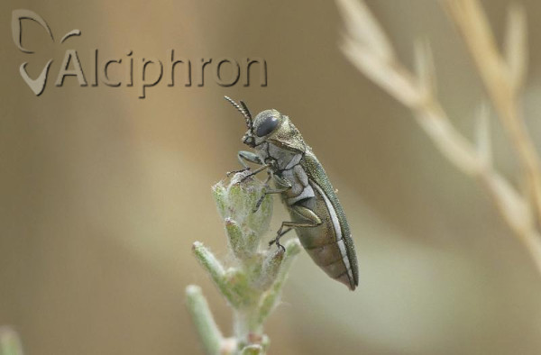 Agrilus albogularis