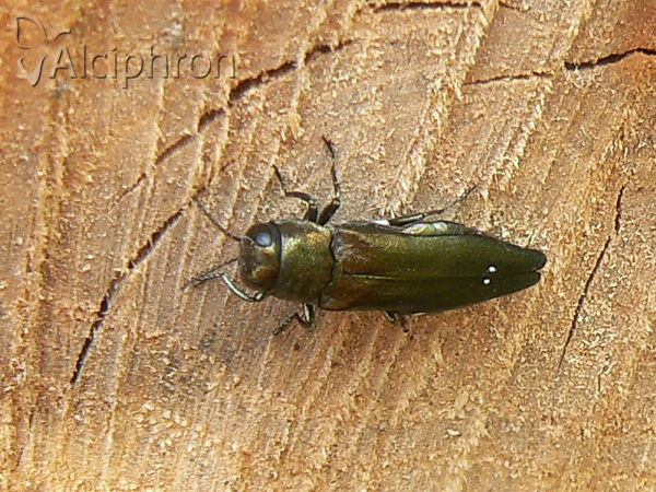 Agrilus biguttatus