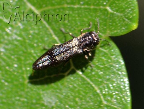 Agrilus derasofasciatus