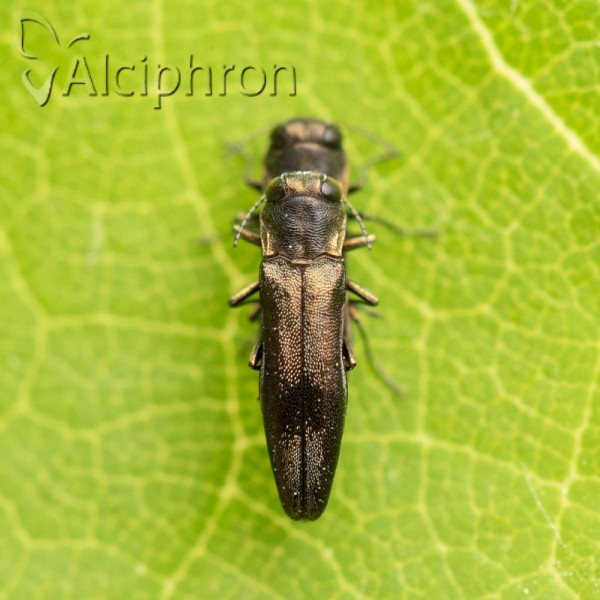 Agrilus derasofasciatus