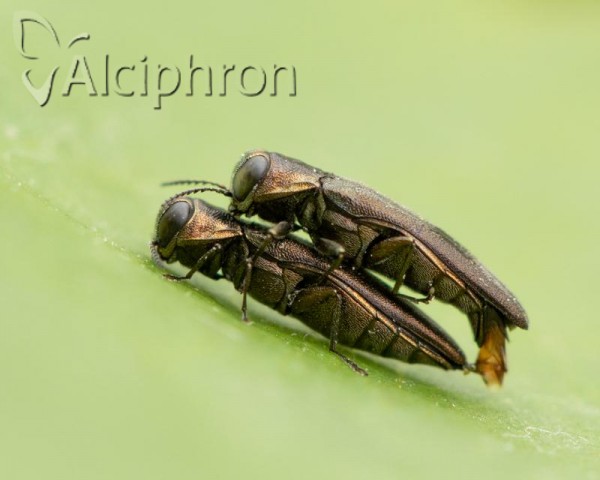 Agrilus derasofasciatus