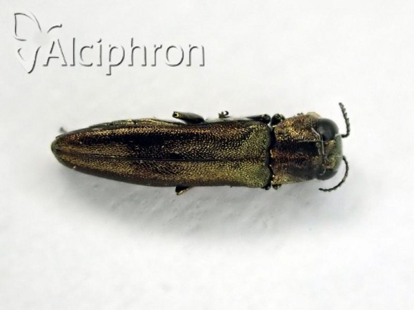 Agrilus derasofasciatus