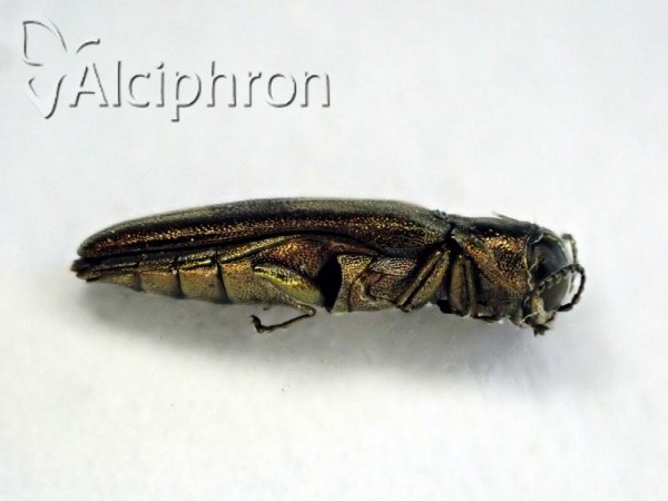 Agrilus derasofasciatus