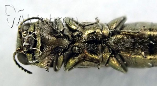 Agrilus derasofasciatus