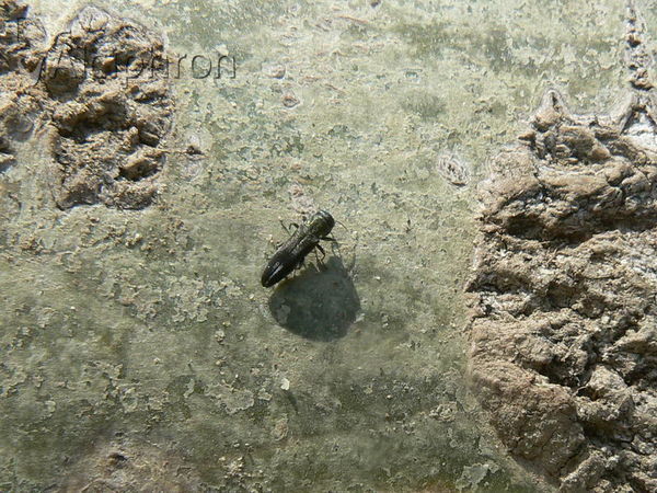 Agrilus hastulifer