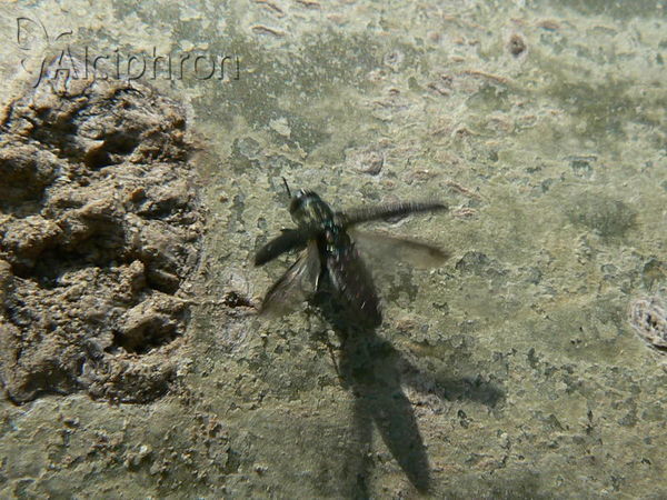 Agrilus hastulifer