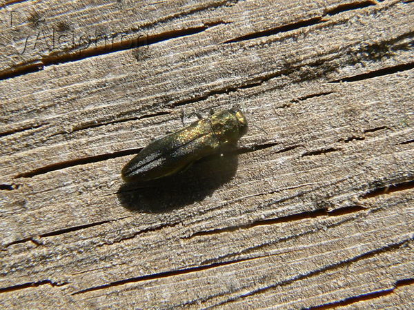 Agrilus hastulifer