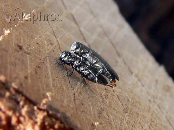 Agrilus hastulifer