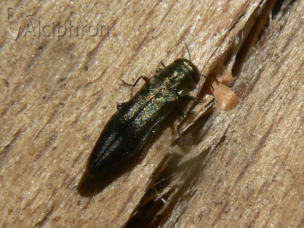 Agrilus hastulifer