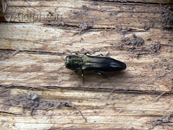 Agrilus hastulifer
