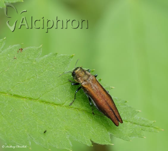 Agrilus mendax