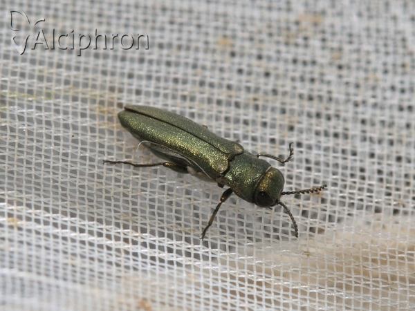 Agrilus sulcicollis