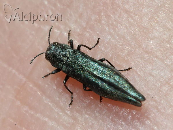 Agrilus viridis