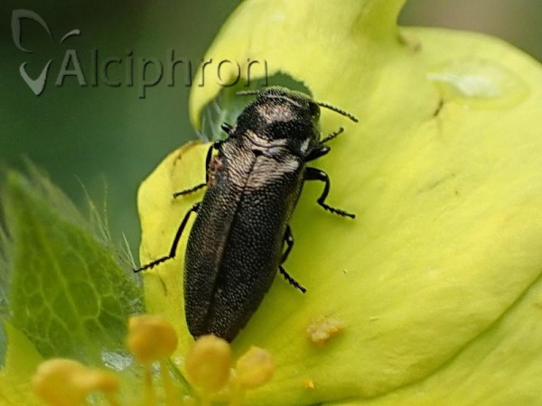 Coraebus elatus