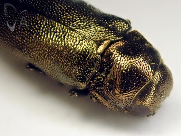 Coraebus elatus