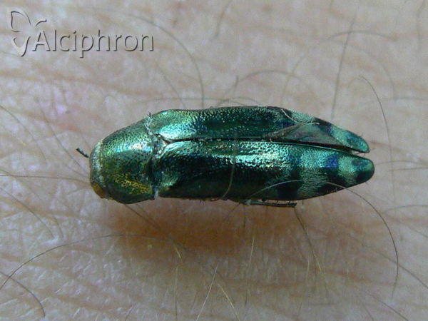 Coraebus florentinus