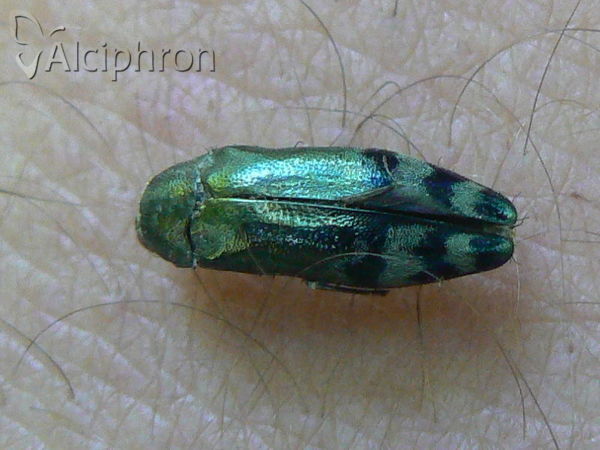 Coraebus florentinus