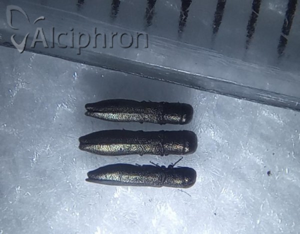 Cylindromorphus filum